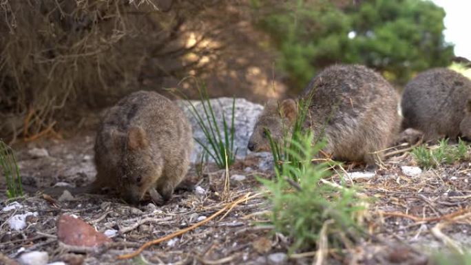 短尾短尾矮袋鼠是小型巨足动物大小的家猫，与袋鼠和小袋鼠一样，是食草动物，主要在夜间活动，是西澳大利亚