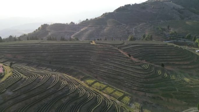 春天的山地梯田茶园