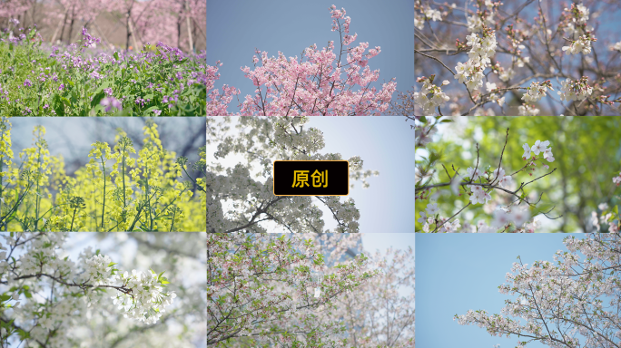 春天樱花盛开