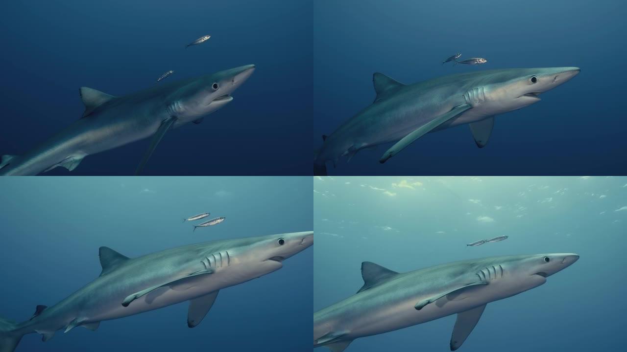 大蓝鲨游向水面，光线反射，周围有小鱼