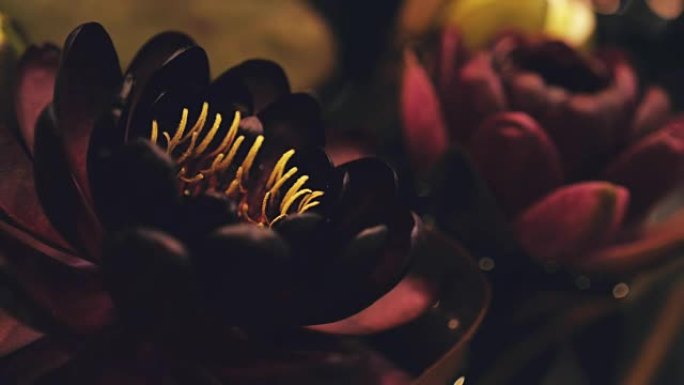 相机拍摄运动中的睡莲的花朵