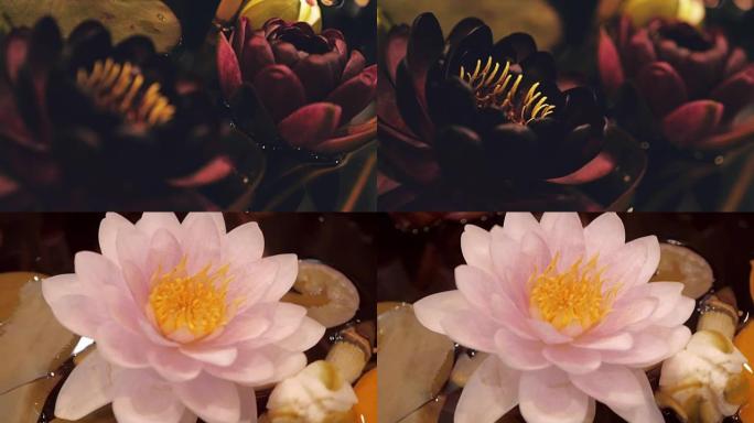 相机拍摄运动中的睡莲的花朵