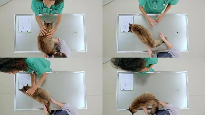 LD女兽医问候主人把猫带进考场