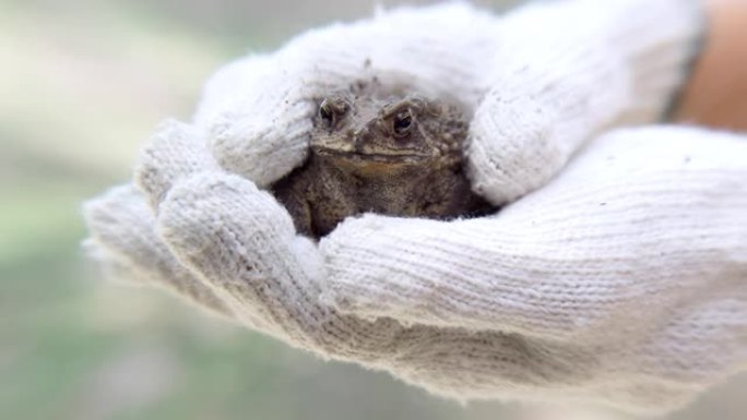人类的双手握住一只带有白色棉质花园手套的蟾蜍，以保护其凹凸不平的皮肤上的毒腺有毒分泌的刺激。