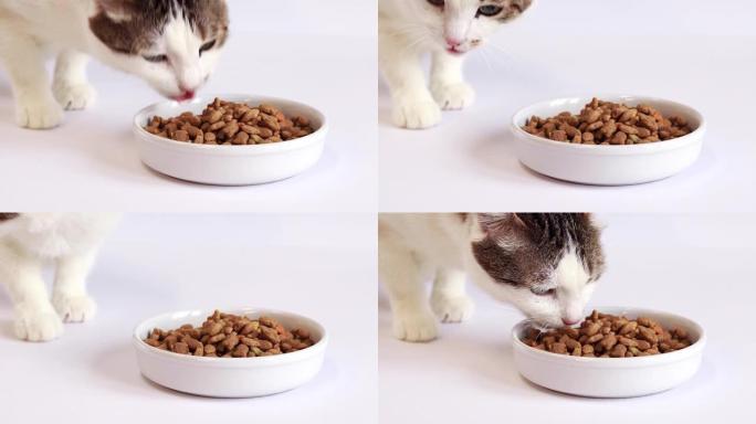 猫的干粮。猫咬食物特写