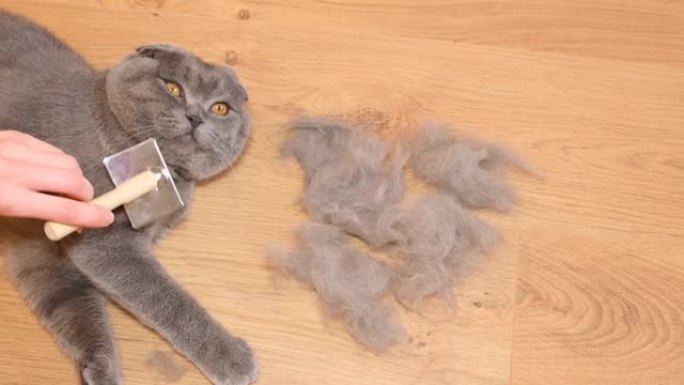 一个人正在用刷子手工梳理一只苏格兰折叠猫，用木梳子抓挠皮毛