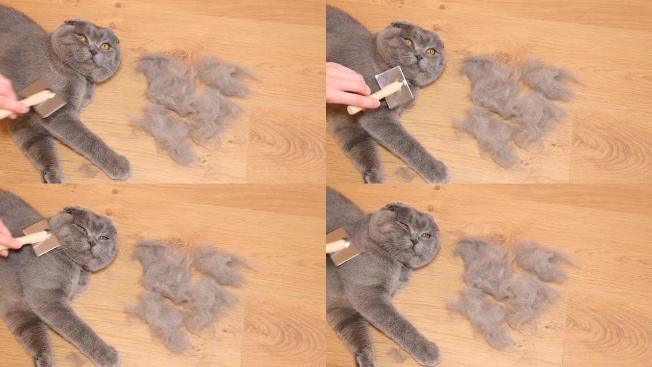 一个人正在用刷子手工梳理一只苏格兰折叠猫，用木梳子抓挠皮毛