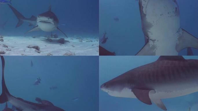 一群虎鲨，水下射击