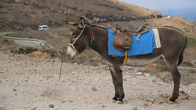 装备的驴子绑在山上的杆子上，汽车在背景下沿着高速公路行驶