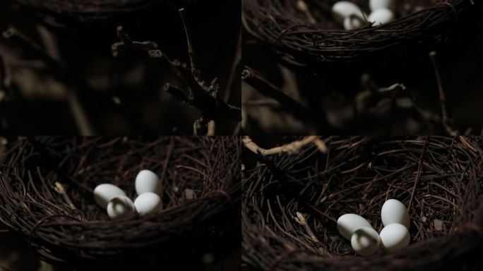 鸟巢里的白色鸟蛋