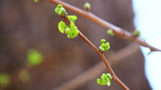 春天发芽的树枝实拍视频