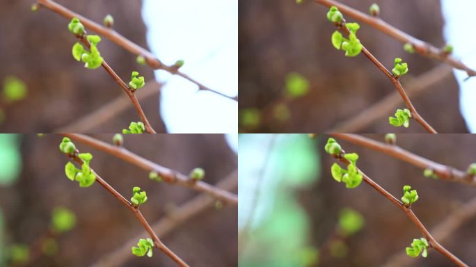 春天发芽的树枝实拍视频