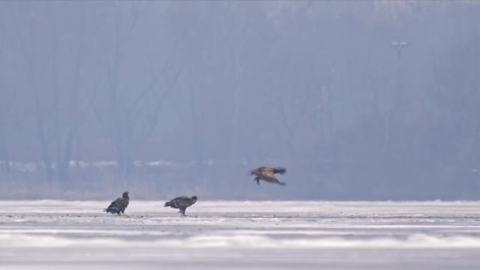 冰冻湖上的白尾鹰群