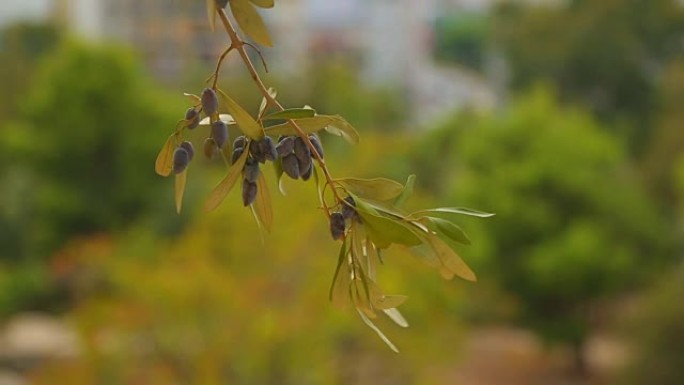 橄榄树树枝，和平符号，石油生产，美容行业，医药