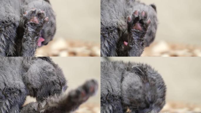 一只家养的灰猫用舌头洗脸。有趣的宠物。