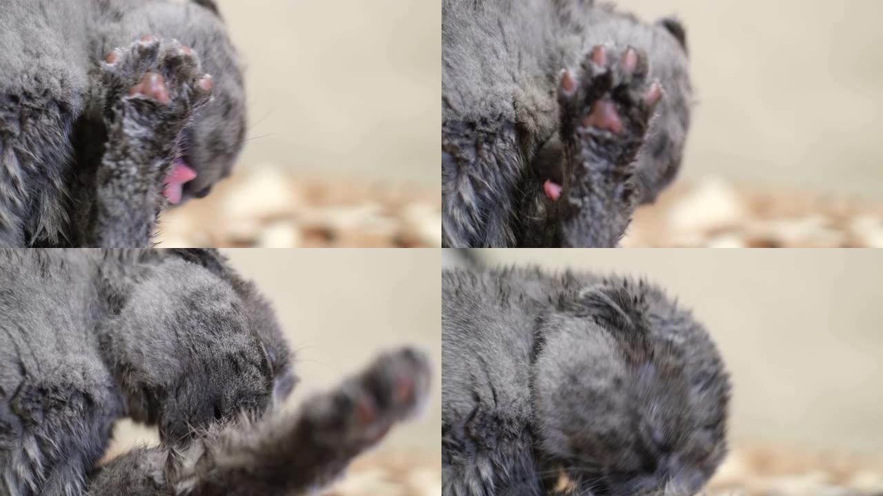 一只家养的灰猫用舌头洗脸。有趣的宠物。