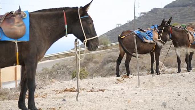 骑驴站在动物停车场，当地交通工具