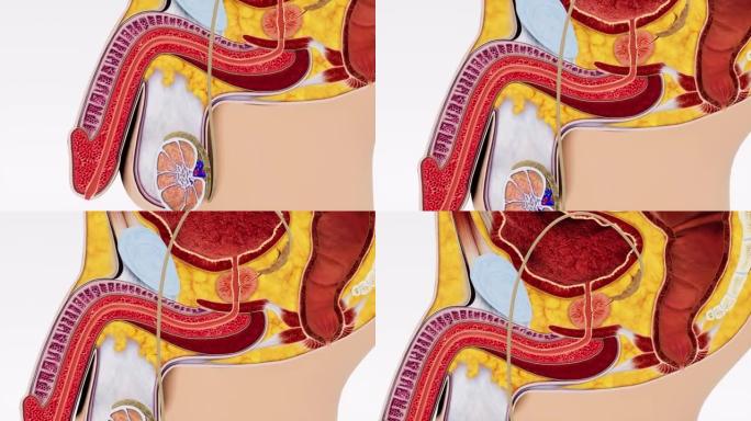 3D动画提供了男性生殖系统一部分的详细而准确的视图，展示了所涉及的器官和结构的复杂网络