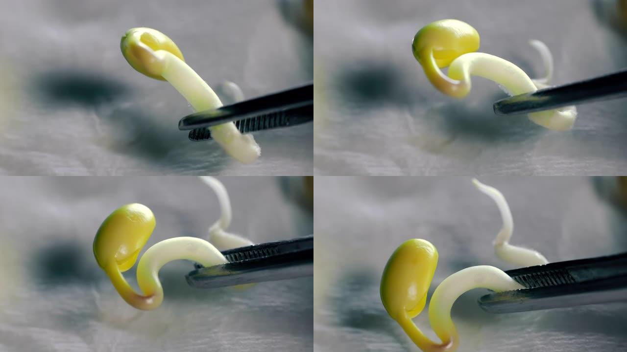 研究人员用镊子握住发芽的芽。在实验室里的大豆芽的特写视图。微距拍摄。