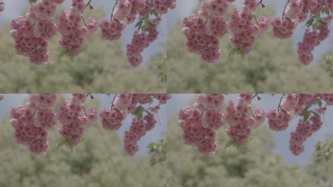 （灰片）4K春天樱花