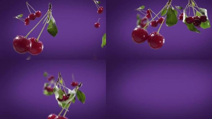 紫罗兰色背景下的飞行樱桃和樱桃束