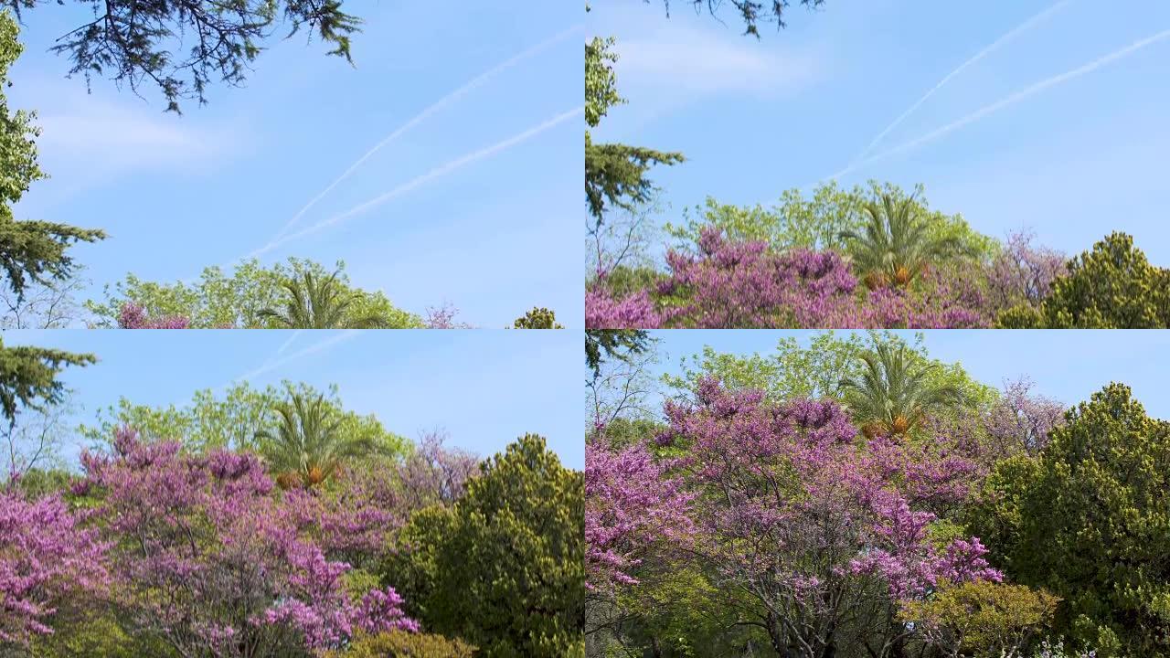 尼斯植物园，紫色花朵的神奇树全景，自然