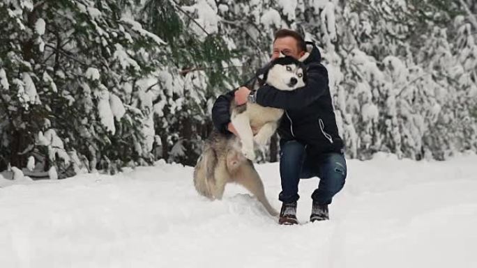 一个男人在森林里拥抱他的西伯利亚哈士奇。背景树在雪地里。眼中的骄傲和幸福。和狗一起散步