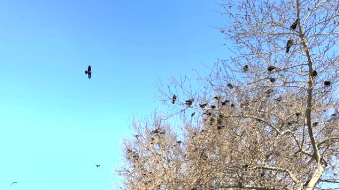 无叶树上的乌鸦群