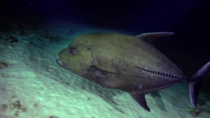 巨大的卡拉克斯鱼在灯笼的灯光下沿着海底游动。