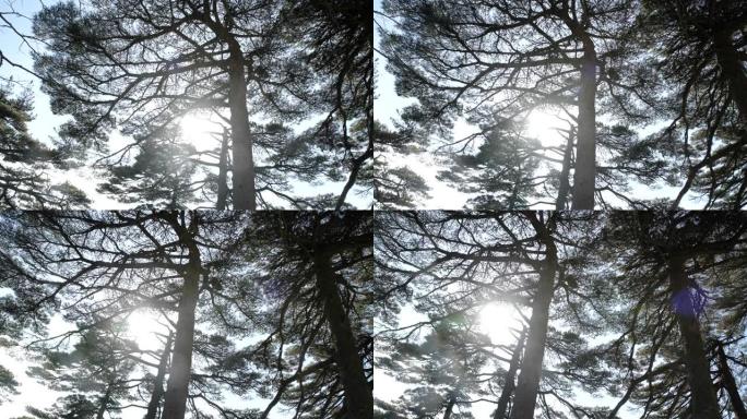 冬季黄山的松树唯美美丽风景大气意境