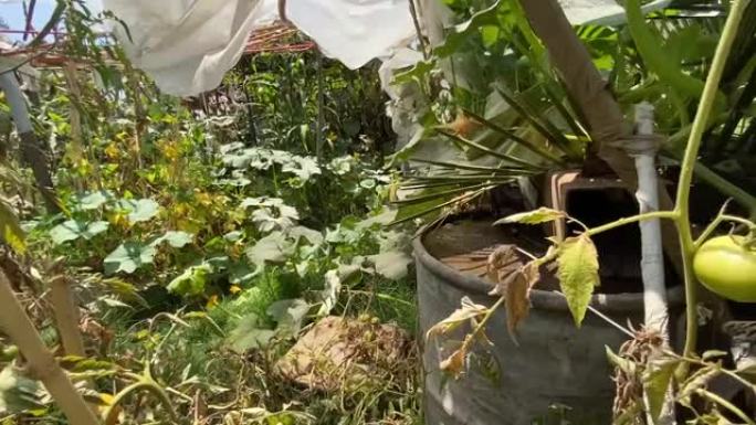 采用永续栽培技术设计的有机花园，南瓜植物受到白粉病的影响