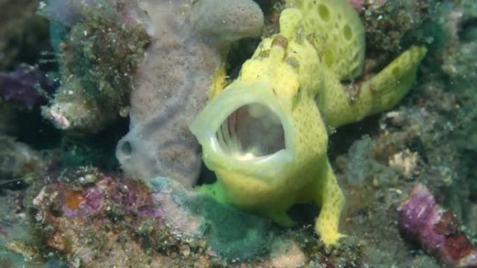 水下海底图拉姆本的蛙鱼。