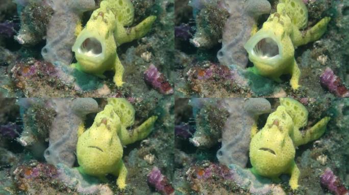 水下海底图拉姆本的蛙鱼。