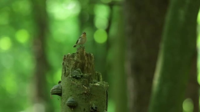 树桩上的木莺 (Phylloscopus sibilatrix) chi