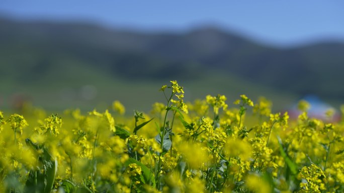 油菜花