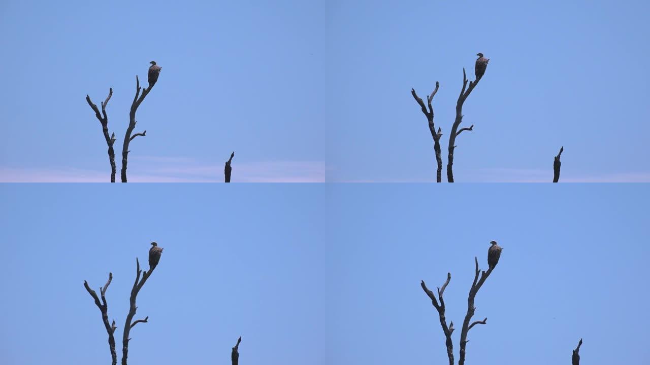 孤独的鸟正坐在晴朗的蓝天背景下的孤独光秃秃的老树上。