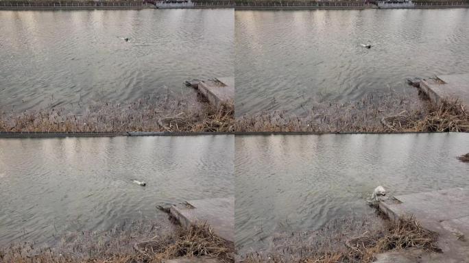 拉布拉多犬水训练小狗够水边