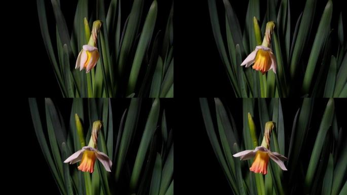 盛开的白色水仙花水仙花的延时镜头 (水仙花) 小号水仙花孤立在黑色背景上，从芽到满花，4k视频。