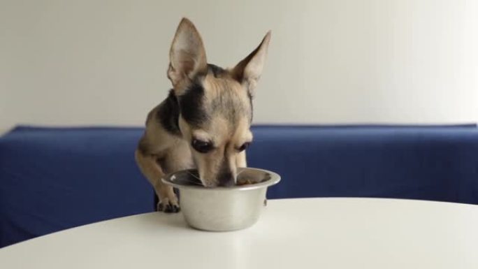 小狗吃狗碗，干狗粮，宠物饲料