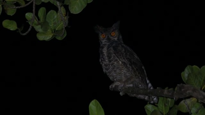 大角鸮 (Bubo virginianus) 在黑暗的夜晚与闪电和风一起唱歌和发声。