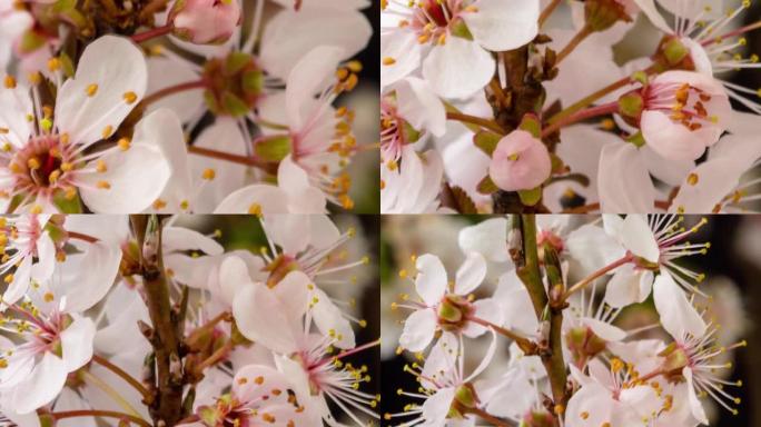 野梅花盛开在一个水平格式的时间间隔对黑色背景。野梅花在春天盛开。