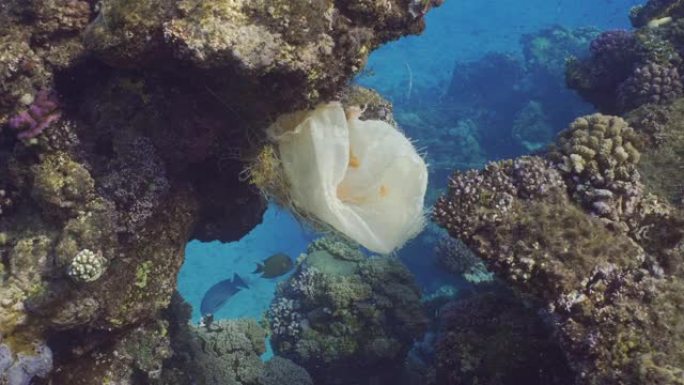 塑料污染，塑料袋挂在礁石上，慢动作