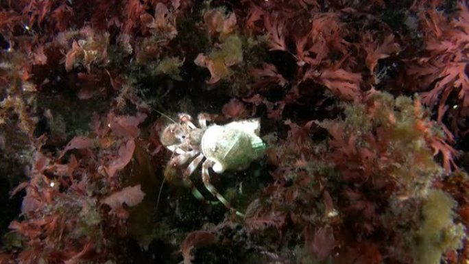 寄居蟹是独特的水下海洋居民。