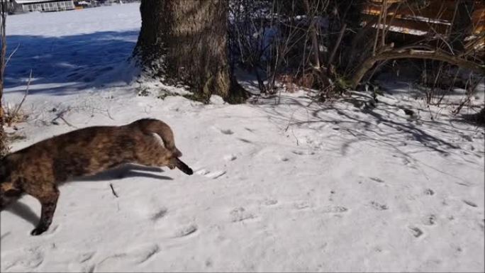 一只年轻的三色猫在雪地里奔跑的视频