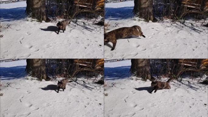 一只年轻的三色猫在雪地里奔跑的视频