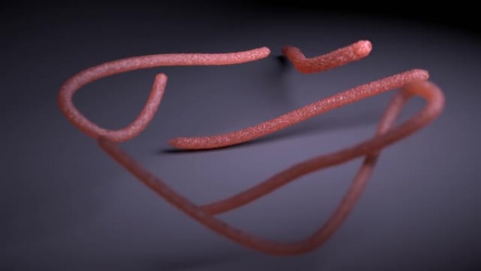 丝状病毒 (马尔堡病毒和埃博拉病毒) 的动画。