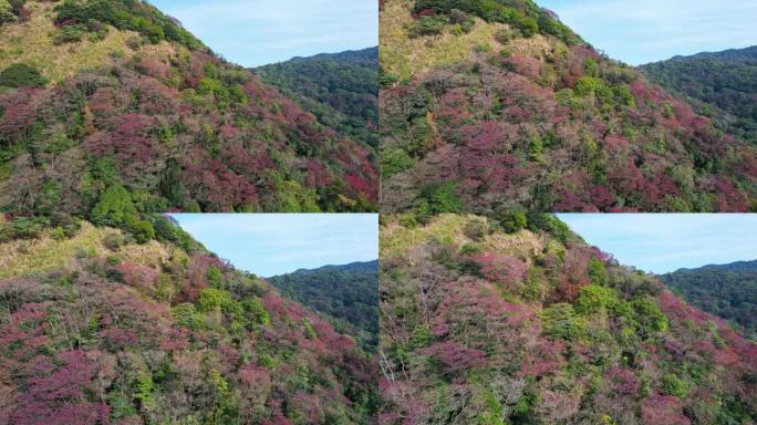 广州石门森林公园红色秋叶的空中变焦
