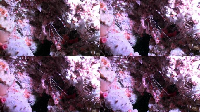 大斑马珊瑚红色寄居蟹在马尔代夫水下特写漂亮的照片。