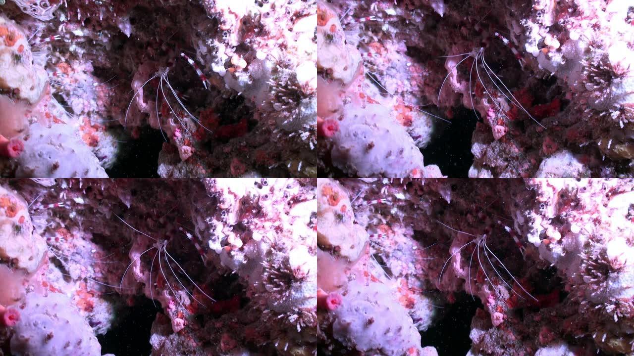 大斑马珊瑚红色寄居蟹在马尔代夫水下特写漂亮的照片。