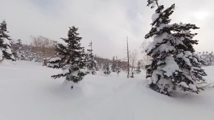 POV前瞻性滑雪或滑雪板穿过偏远地区的粉末雪林